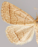 Zanclognatha cruralis