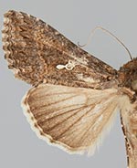 Trichoplusia ni