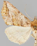 Pseudeva purpurigera