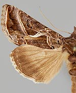 Autographa flagellum