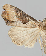 Lateroligia ophiogramma