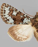 Paramiana perissa