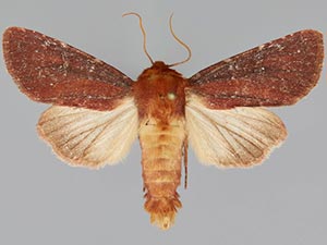 Sideridis maryx