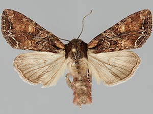 Lacanobia nevadae