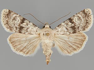 Euxoa guadalupensis