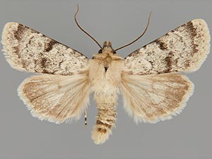 Euxoa guadalupensis