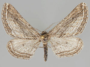 Chesiadodes simularia