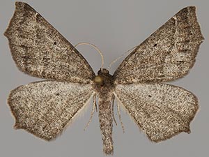 Prochoerodes amplicineraria