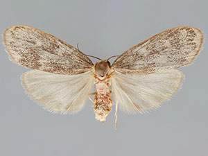 Bruceia pulverina