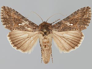 Trichoplusia ni