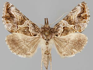 Polychrysia morigera