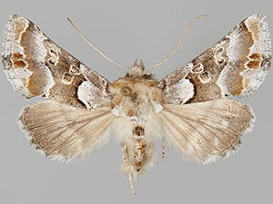 Euchalcia albavitta