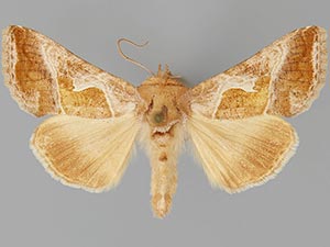 Autographa pasiphaeia