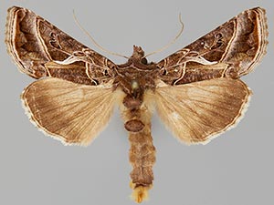 Autographa flagellum