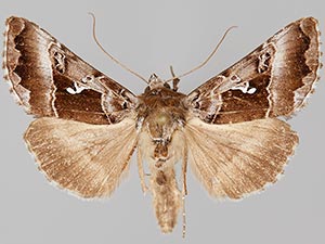 Autographa speciosa