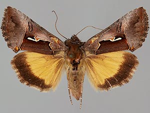 Syngrapha sackenii