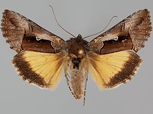 Syngrapha sackenii