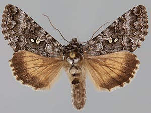 Syngrapha angulidens