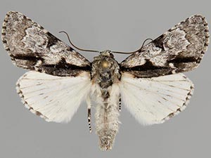 Acronicta funeralis