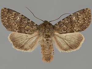 Apamea zeta