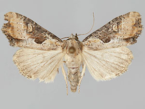 Lateroligia ophiogramma