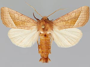 Hydraecia perobliqua