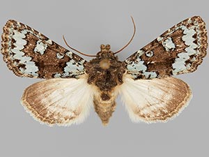 Paramiana perissa