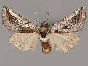 Policocnemis ungulatus