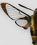 Hemaris aethra