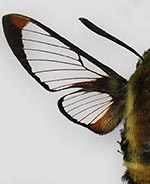 Hemaris aethra