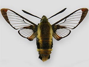 Hemaris aethra