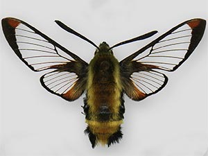 Hemaris aethra