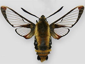 Hemaris aethra