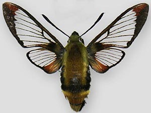 Hemaris aethra