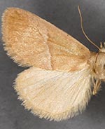 Apoda latomia