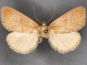 Apoda latomia