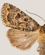 Synorthodes auriginea