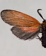 Pyromorpha dyari