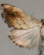 Evergestis consimilis