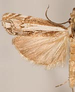 Mesolia oraculella