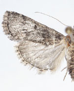 Cacozelia interruptella