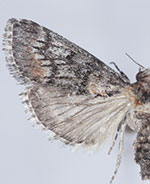 Pococera fuscolotella