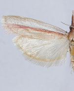 Peoria santaritella