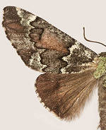 Chiricahua lichenaria