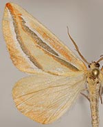 Melemaea virgata