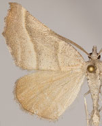 Plataea polychroma