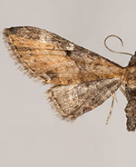 Eupithecia carneata