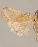 Ponometia mcdunnoughi