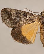 Neotuerta sabulosa