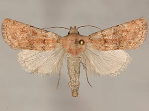 Euxoa misturata